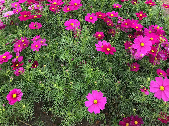 咸阳鲜花绿植店-绿化场所设计